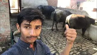 GUJJAR Daily LIFE routine IN PAKISTAN | Pakistan Village Narowl |