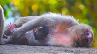 Mom Monkey Very Exusted After Born Baby And Sleep Giving Milk Baby