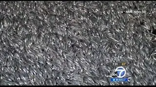 Thousands of dead fish wash ashore