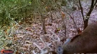BOONER BUCK -Working Scrape Line on Trail Camera