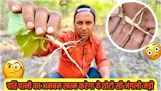 पति-पत्नी की अनबन क्यों होती है? 🌿 | Jungli Jadi Buti aur Adivasi Lok Gyaan | Full Video 🧐|