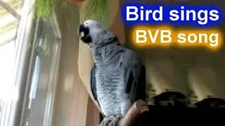 [BVB] Papagei ♫ Parrot sings BVB-battle-call 