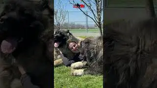 Would you cuddle with dogs like that ? #jozodogs #animals #dog #dogs #bigdog #pets #hund #psi