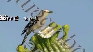 3. PAJARILLO, PAJARILLO