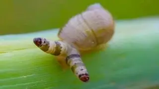 ALIEN MIND CONTROLLED SNAILS