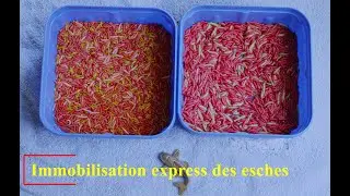 Immobilisation express des esches