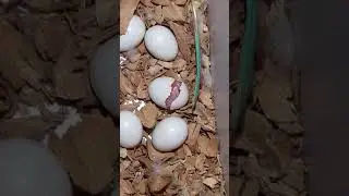 Pinnaple Conure Egg Hatching