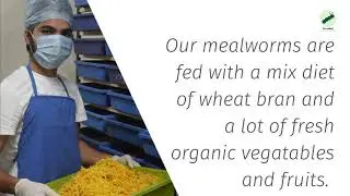 Introducing Pro-Meal Insects