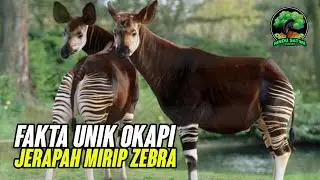 Fakta Unik Okapi, Keluarga Jerapah Mirip Zebra