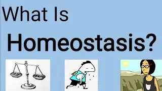 Homeostasis- What Is Homeostasis - What Is Set Point For Homeostasis/ Homeostasis In The Human Body