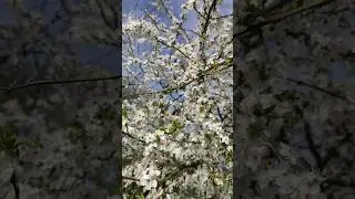 #prunus #flowers #sun #spring #nature #landscape