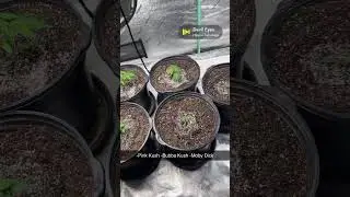 Just The Beginning 2025 -Bubba Kush -Pink Kush Barney&rsquo;s farm, -Moby Dick Auto Fast Buds.