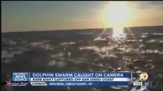 Huge swarm of dolphins spotted off San Diego coast