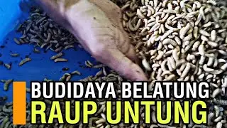 IDE USAHA MEMANFAATKAN SAMPAH ORGANIK UNTUK BUDIDAYA MAGGOT BSF