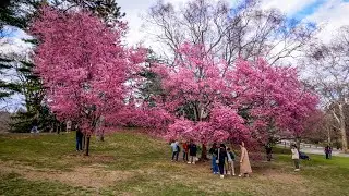 Stroll Through Central Park's Cherry Blossoms At Pilgrim Hill On The First Day Of Spring