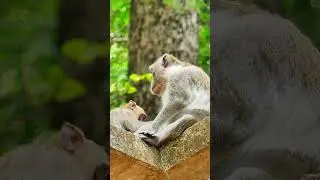 A little monkey is very determined to find lice for his mother