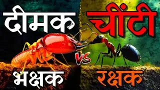 आखिर क्यों है दीमक और चींटी जानी दुश्मन🥺🥺 || The Battle of the Insects: Termites vs Ants😲😲