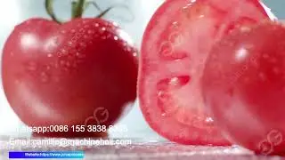 Industrial Tomato Washing Machine Price
