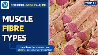 Edexcel GCSE PE - Muscle Fibre Types (type I, type IIa, type IIx) - Musculo-Skeletal System (1.1)