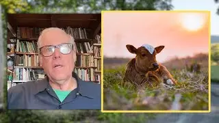 Can CATTLE Farming Compete with CORN Subsidies? Joel Salatin