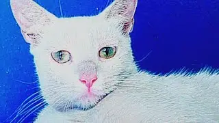 1. **`6-Minute Cricket Chaos: Cat's Hilarious Bug Hunt Adventure! 🐱🪳`**   🐾