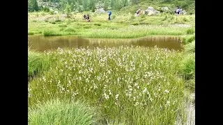 Piana di Preda Rossa - Rifugio Ponti - 6 luglio 2020