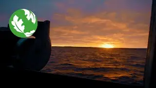 Saving the Lake Erie Whitefish