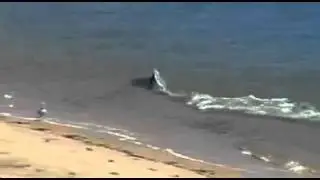 Bbc Planet Earth Unique Dolphin Hunting Technique