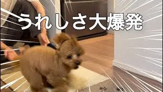 飼い主の帰りが嬉しくて往復ダッシュするトイプードル。