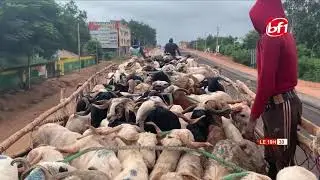 Tabaski: le ''périple'' des moutons du Burkina Faso en Côte d'Ivoire