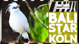 K&ouml;lner Zoo: BALISTARE - Rettung einer Art | zoos.media