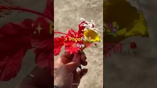Nature Beauty 🌸 | Fresh Phool | Village Life Short #flowers #phool #shortvideo