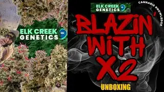 Представляем Elk Creek Genetics: бутик Zaa, который переосмыслит газ 2026 года 💨