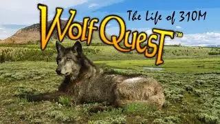 WolfQuest AE: The Life of Wolf 310M (Episode 1)