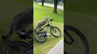 Cat🐱 Falls Off Bicycle🚲 and Gets a Bandage🩹 #catai #cataistories #kitten
