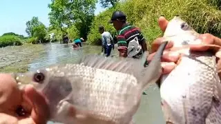 Rezeki nomplok dahsyatnya sensasi serokan  babon2 ikan Tilapia ( jaer nila )