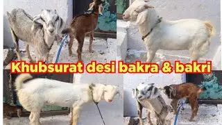 #7207309207: khubsurat desi bakra & bakri with pat. Available in Teegala kunta hyderabad. #goats 