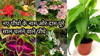 My New Summer Flowering Plants Name With Price/Permanent Plants Shopping Haul/नए पौधे/