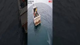The Great white shark attacks fishing boats caught on camera 😱🦈