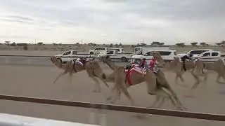✅الشوط3..العزوم / ذياب غانم ظاهر البطحري 4:28:94 الأبيض حجايج 20/12/2025