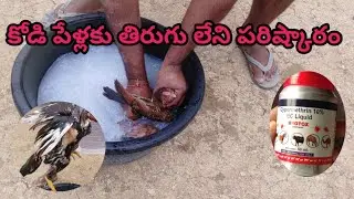 kodi pelu nivarana || కోడి పేళ్లకు తిరుగు లేని పరిష్కారం || how to remove hen lice&nbsp;