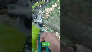 Grafting Bread Fruit Tree Part 2 🍈🌱 #guyana 🇬🇾