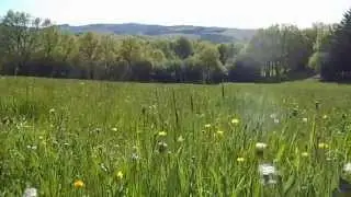 Le chant des grillons dans la prairie