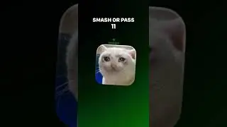 respect all the cats🫡
