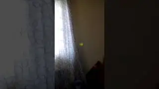 Dude perfect kids begin