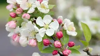 A few beautiful Photographic moments from a Spring Easter Garden