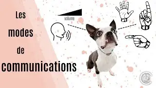 Les MODES de COMMUNICATIONS chez le CHIEN