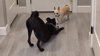 Two Dogs Smelling & Sniffing Each Other While Waiting at the Door #dogsniffing #cutedogvideo 