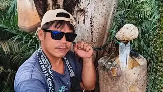 PANEN TUAK #tuak #caramembuattuak #tuakbagot #tuakaren #tuakbali #tuakmanis #berthonsimbolon