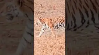 Panna Tiger Resave|Best Tiger sighting in gresslend|#short  #shortvideo#shortsfeed#wildlife #tiger